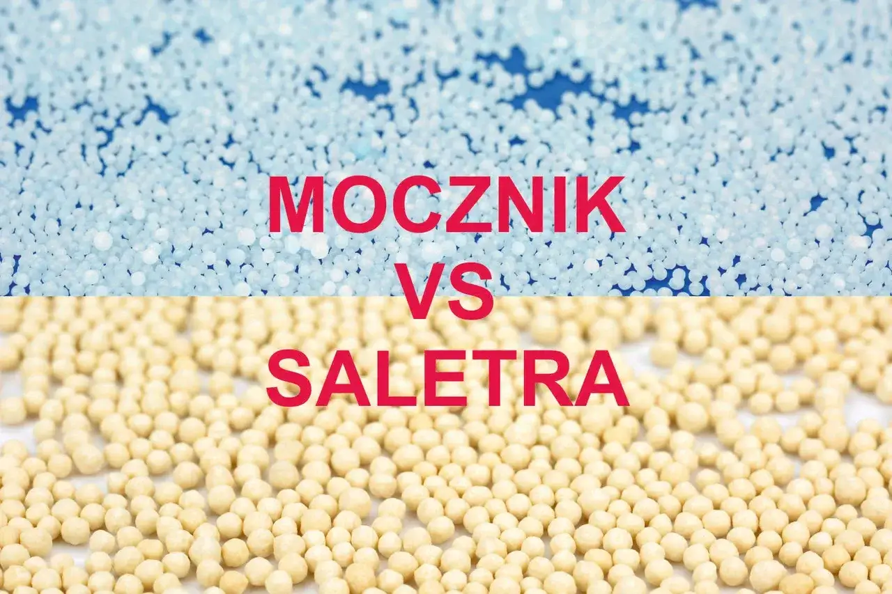 Mocznik czy saletra? Wybierz mądrze i unikaj błędów na trawniku!