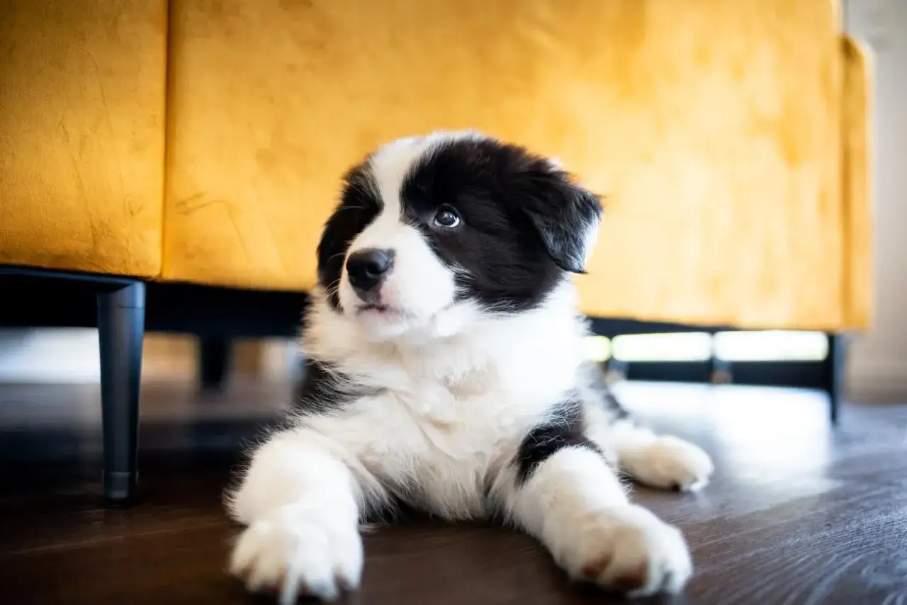 Czarno-białe szczenię rasy Border Collie leży na drewnianej podłodze obok żółtej kanapy.