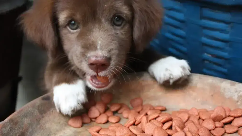 Jak karmić szczeniaki – kluczowe zasady dla zdrowia i rozwoju pupila