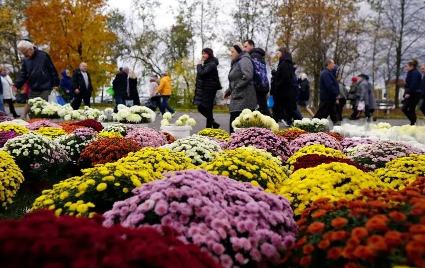 Jakie kwiaty na cmentarz zimą - najlepsze rośliny odporne na mróz