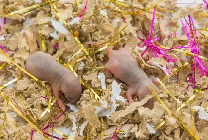 Jak rozmnażają się myszy? Zaskakujące fakty o ich rozmnażaniu