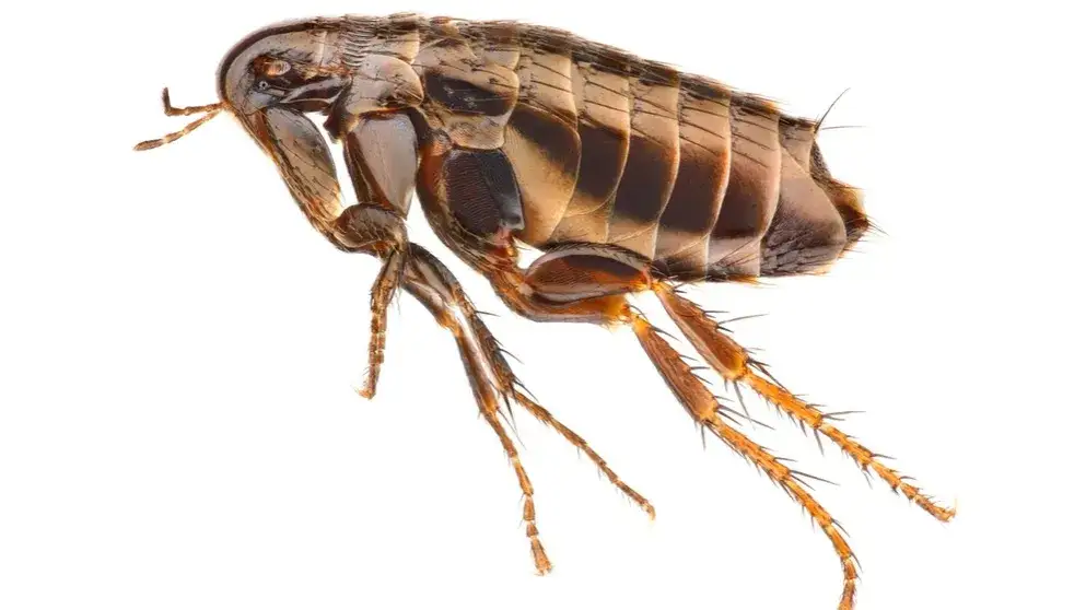 Wie weit kann ein Floh springen? Überraschende Fakten und Details