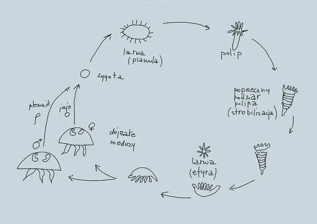 Jak się rozmnażają meduzy - zaskakujący cykl życia i reprodukcja