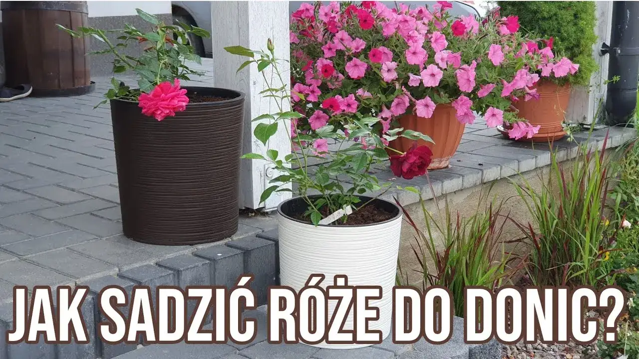 Jak sadzić róże w doniczce, aby uniknąć najczęstszych błędów