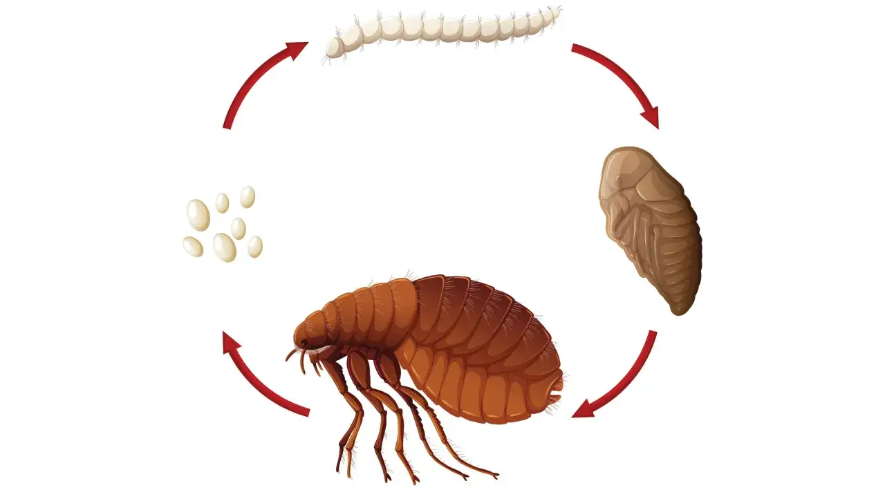 Cykl rozwojowy pchły kocia: jajeczka, larwa, poczwarka i dorosła pchła.