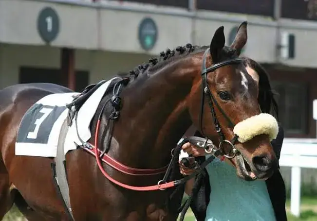 Jak szybko biega koń? Odkryj prędkości i rekordy różnych ras