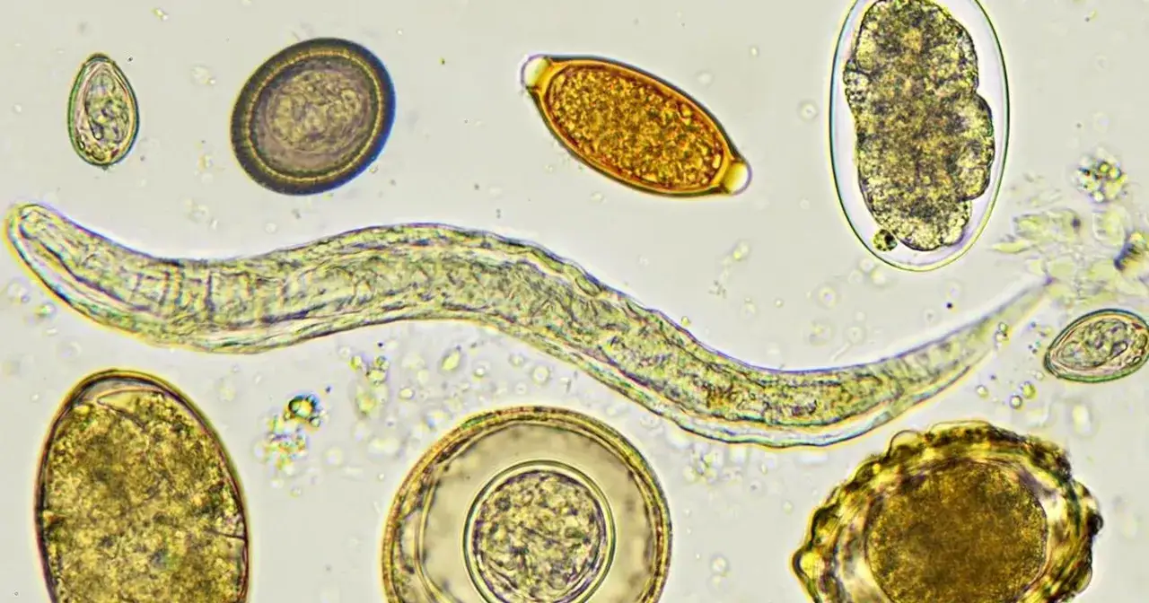 Objawy odrobaczania: Co musisz wiedzieć o skutkach ubocznych