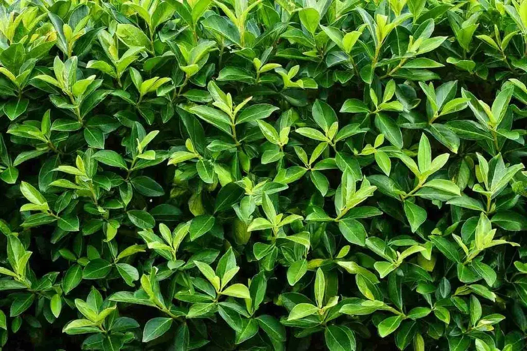 Co zamiast tui? Oto najlepsze rośliny do Twojego ogrodu