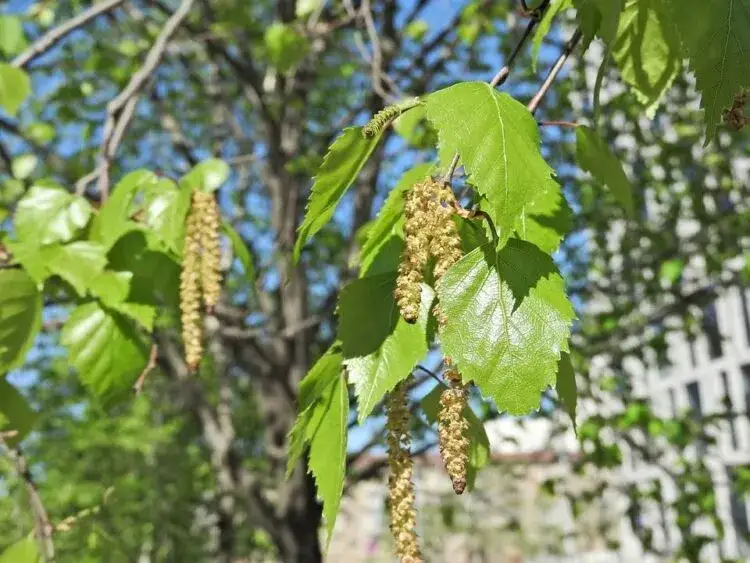 Kiedy kwitnie brzoza? Poznaj kluczowe informacje o pyleniu i alergiach