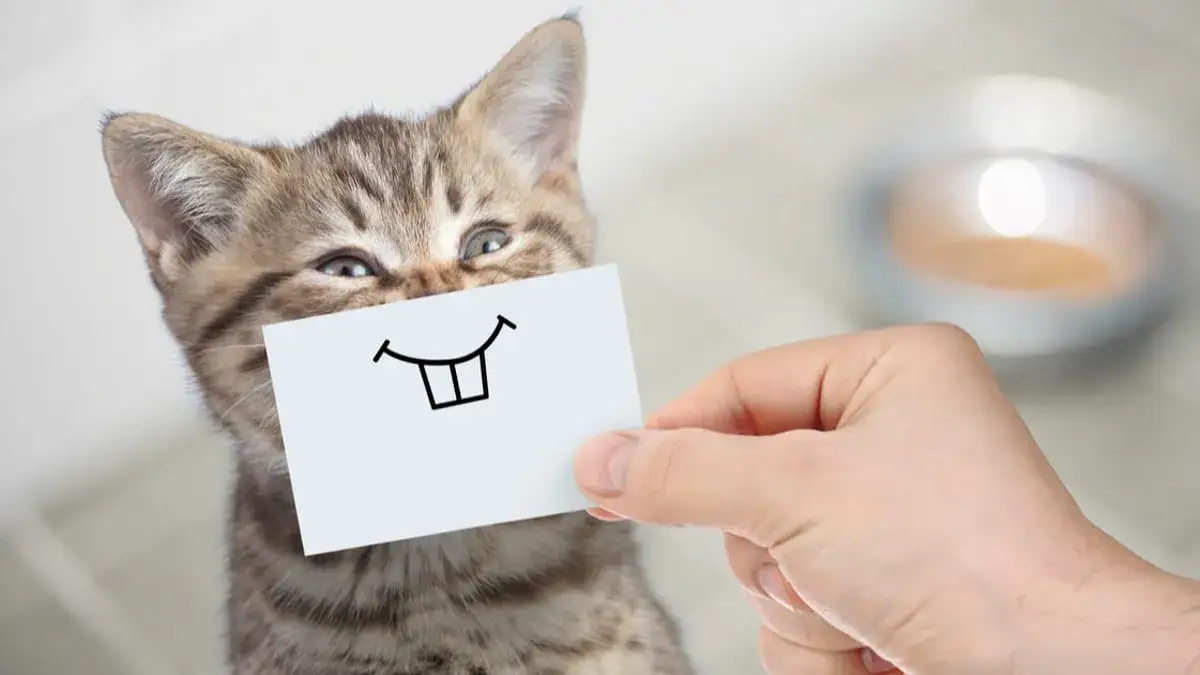 Jak nazwać kotkę? Oto 50 kreatywnych imion dla Twojej pupili