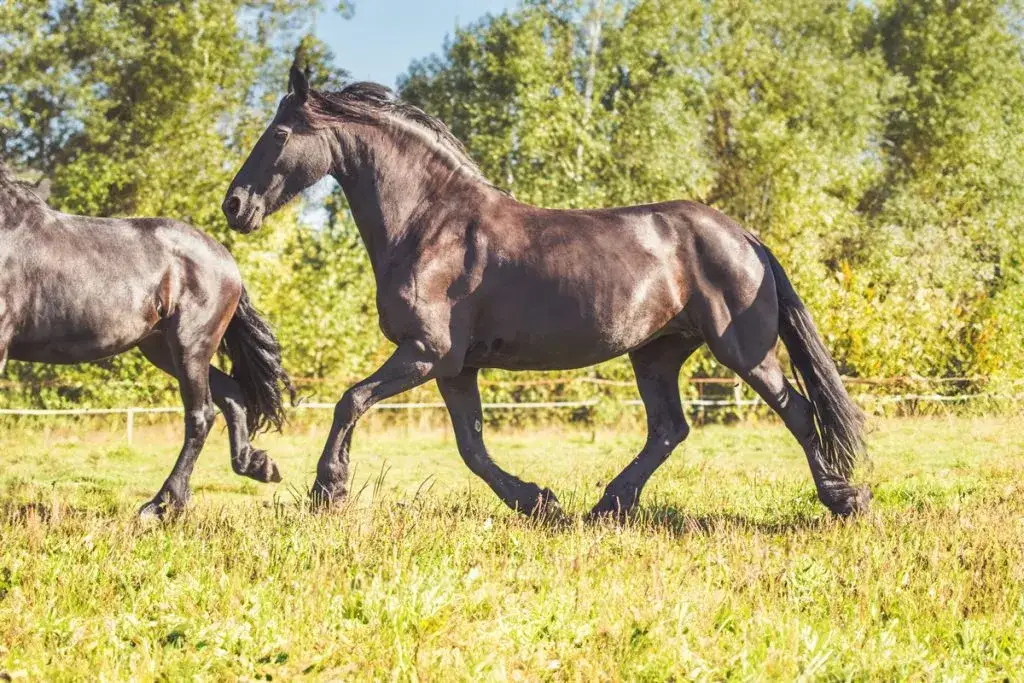 Stajnia koni Sopot - najlepsze oferty jazdy konnej i opieki nad końmi