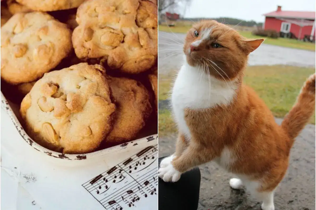 Jabłka dla kota: Tak czy nie? Poznaj zasady bezpieczeństwa!