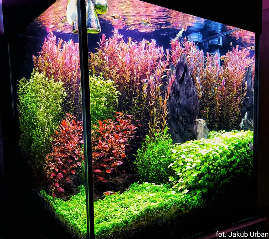 Jak czyścić filtr gąbkowy w akwarium, aby uniknąć problemów z wodą