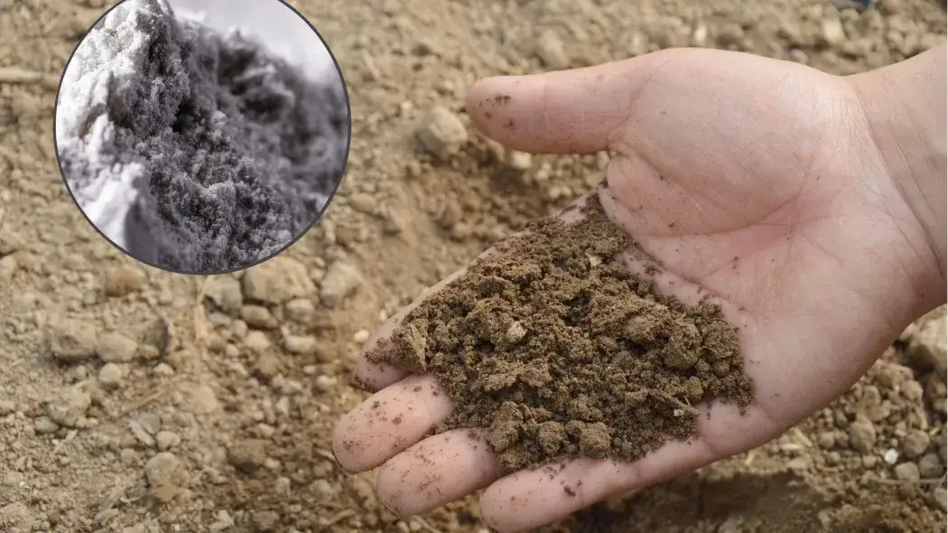 Mączka bazaltowa odkwasza glebę? Poznaj prawdę i korzyści.