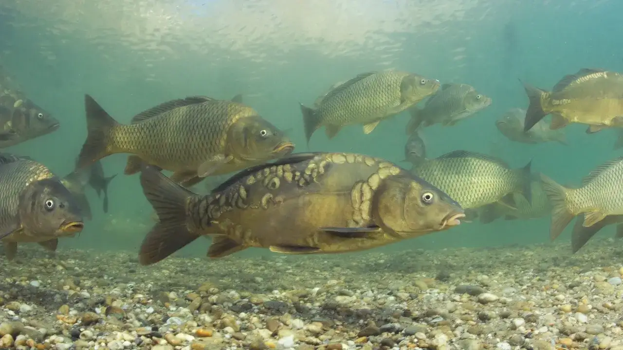 Karpie pływają w akwarium, niektóre odpoczywają na dnie, inne unoszą się w wodzie. Widać ich łuski i oczy.