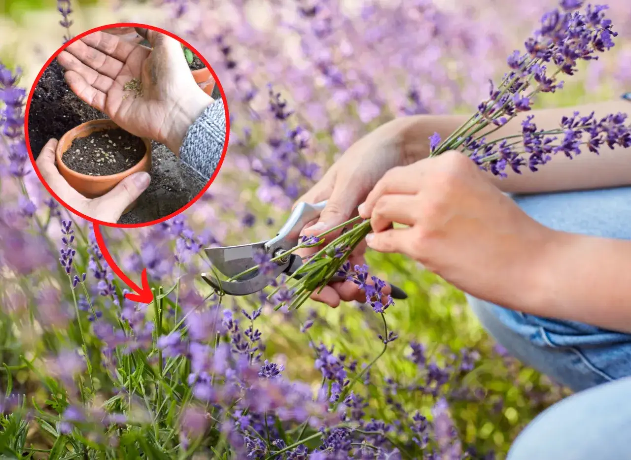 Jak siać lawendę? Poradnik od nasion po kwitnące krzewinki!