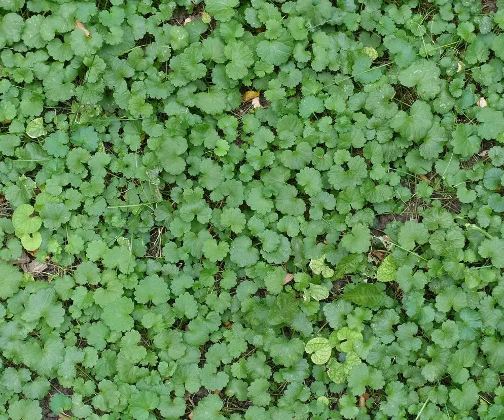 Chwast bluszczyk kurdybanek: jak go zwalczyć i wykorzystać w kuchni