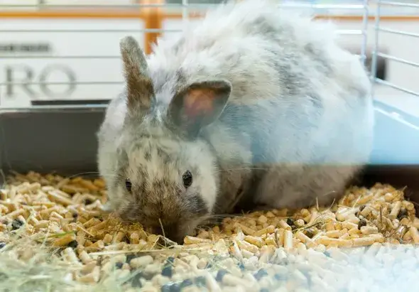 Jak ocieplić klatkę dla królika w zimie i zapewnić mu komfort