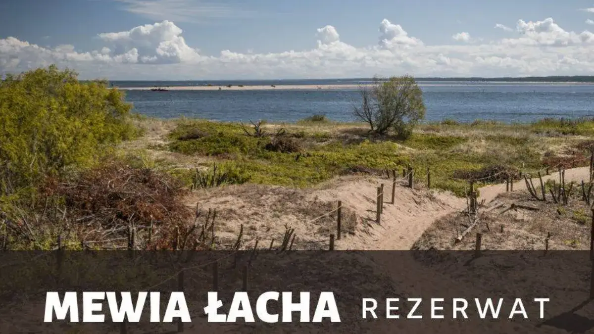 Gdzie śpią mewy nad morzem? Odkryj ich ulubione miejsca odpoczynku