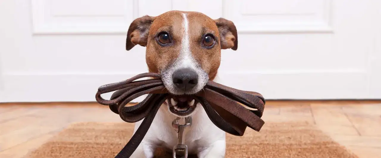 Pierwsza obroża dla szczeniaka: obroża czy szelki? Ekspert radzi