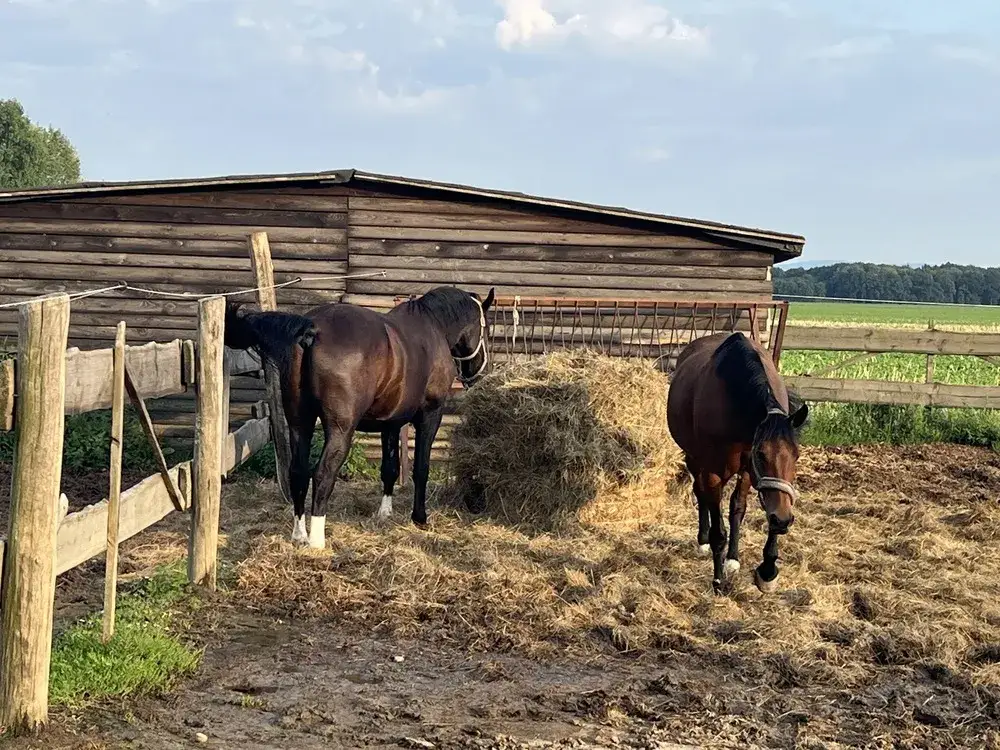Stadnina Koni Szymanów - pełna oferta jazdy konnej i opieki nad końmi