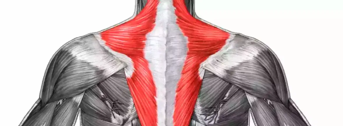 El curioso significado del músculo Tello y su conexión con el trapecio
