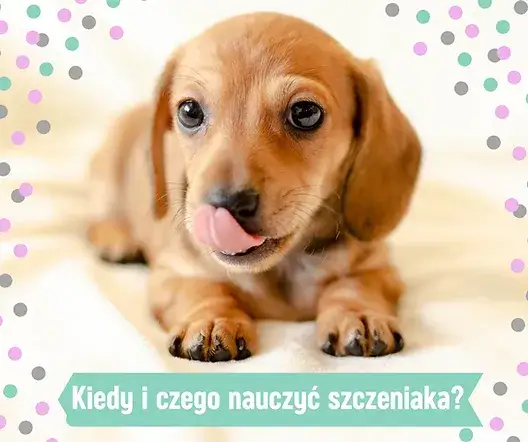 Czego uczyć szczeniaka, aby uniknąć problemów w przyszłości?