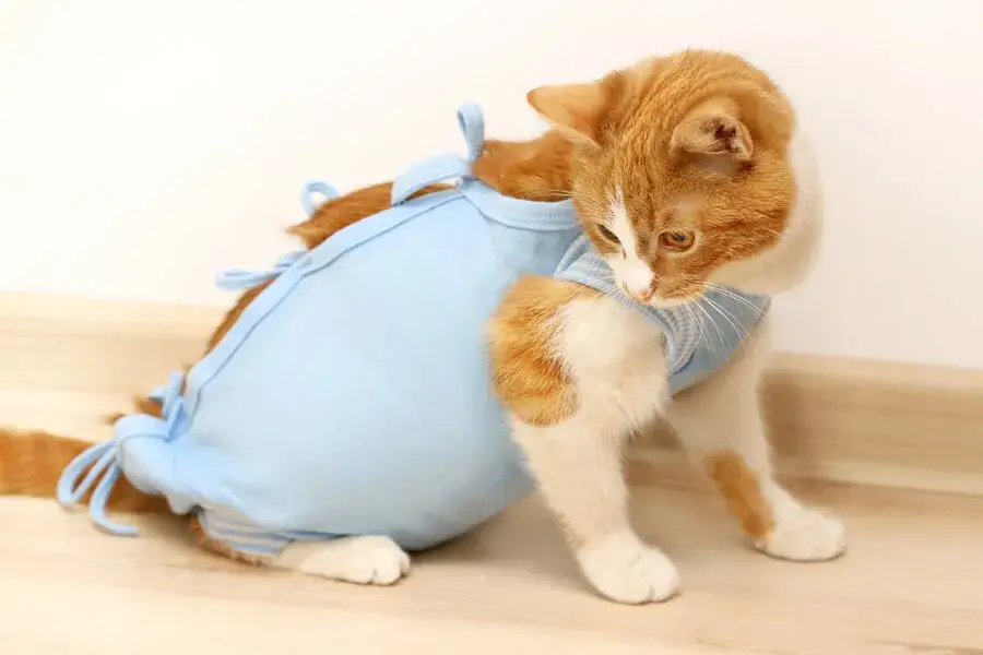 Ile kosztuje sterylizacja kotki? Sprawdź ceny i ukryte koszty