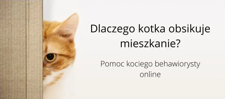 Dlaczego kotka obsikuje mieszkanie? Oto najczęstsze przyczyny