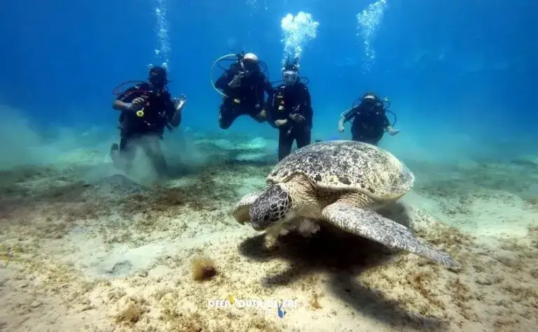 Marsa Alam: Co zobaczyć? Podwodny raj i pustynne przygody