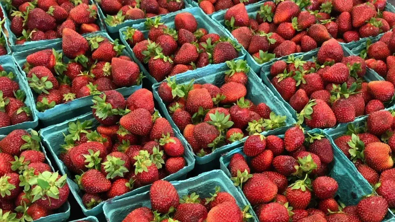 Mnóstwo soczystych truskawek w niebieskich łubiankach. To idealny czas na sezon truskawkowy, pełen słodkich owoców.