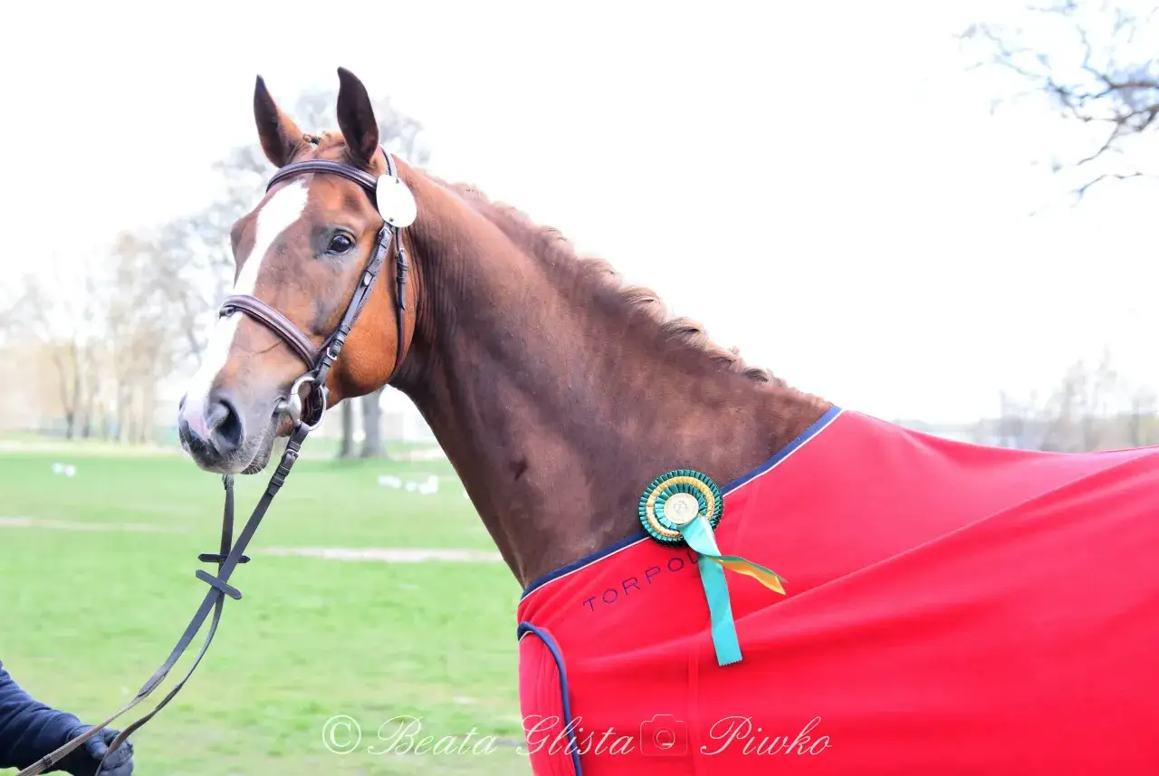 Stadnina Koni Bielin: Jeździectwo, noclegi i slow life. Czy to dla Ciebie?