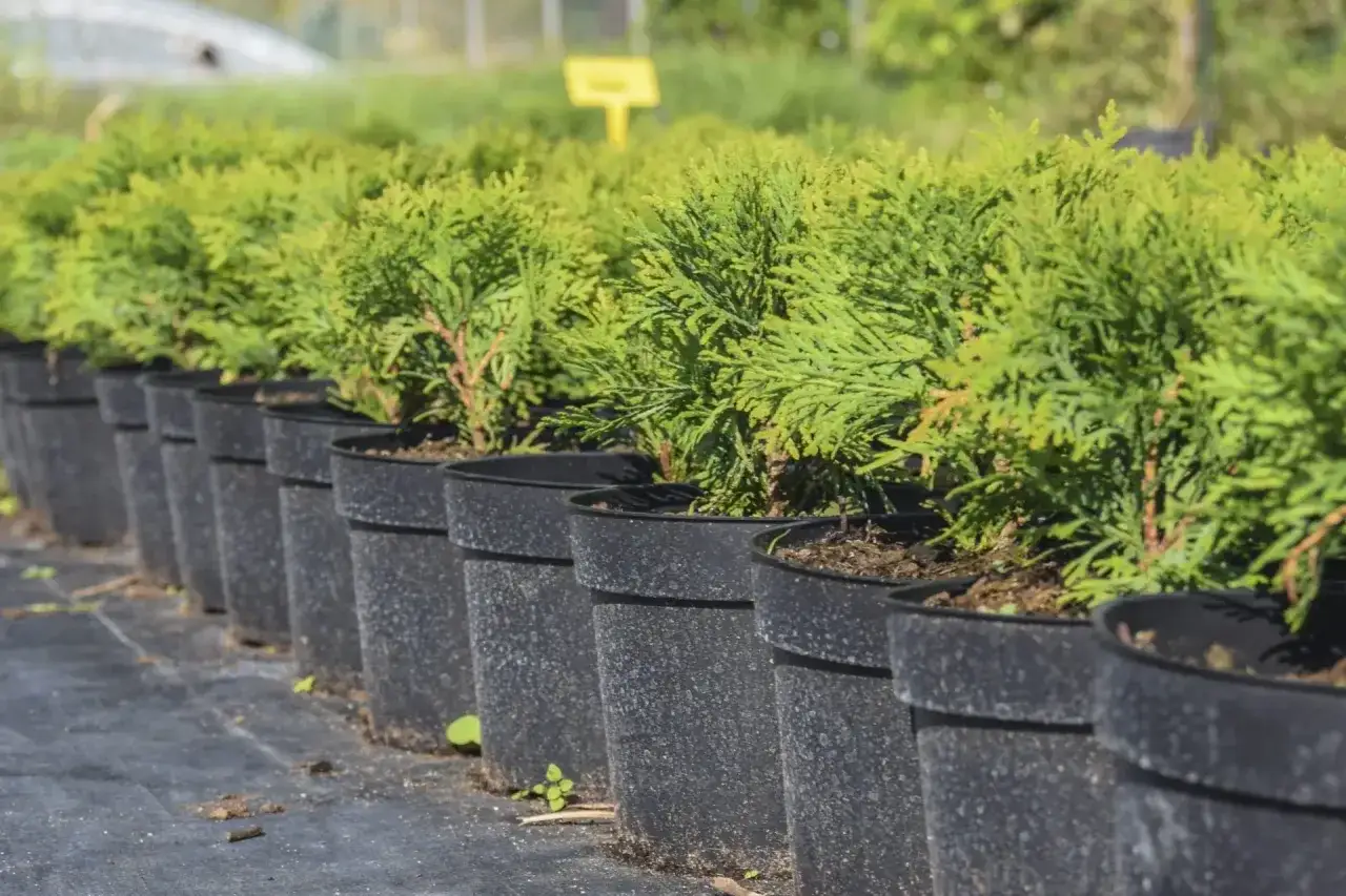 Jak przycinać tuje? Poradnik krok po kroku dla pięknego żywopłotu