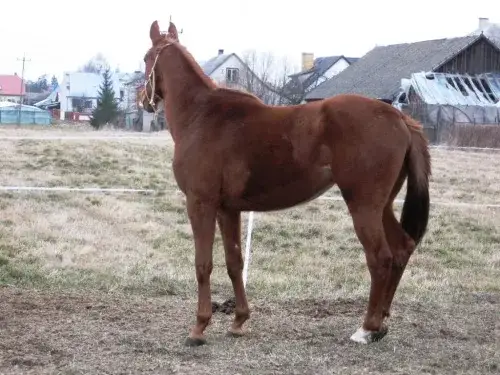Pańskie oko konia tuczy – co to znaczy i jak to wpływa na sukces