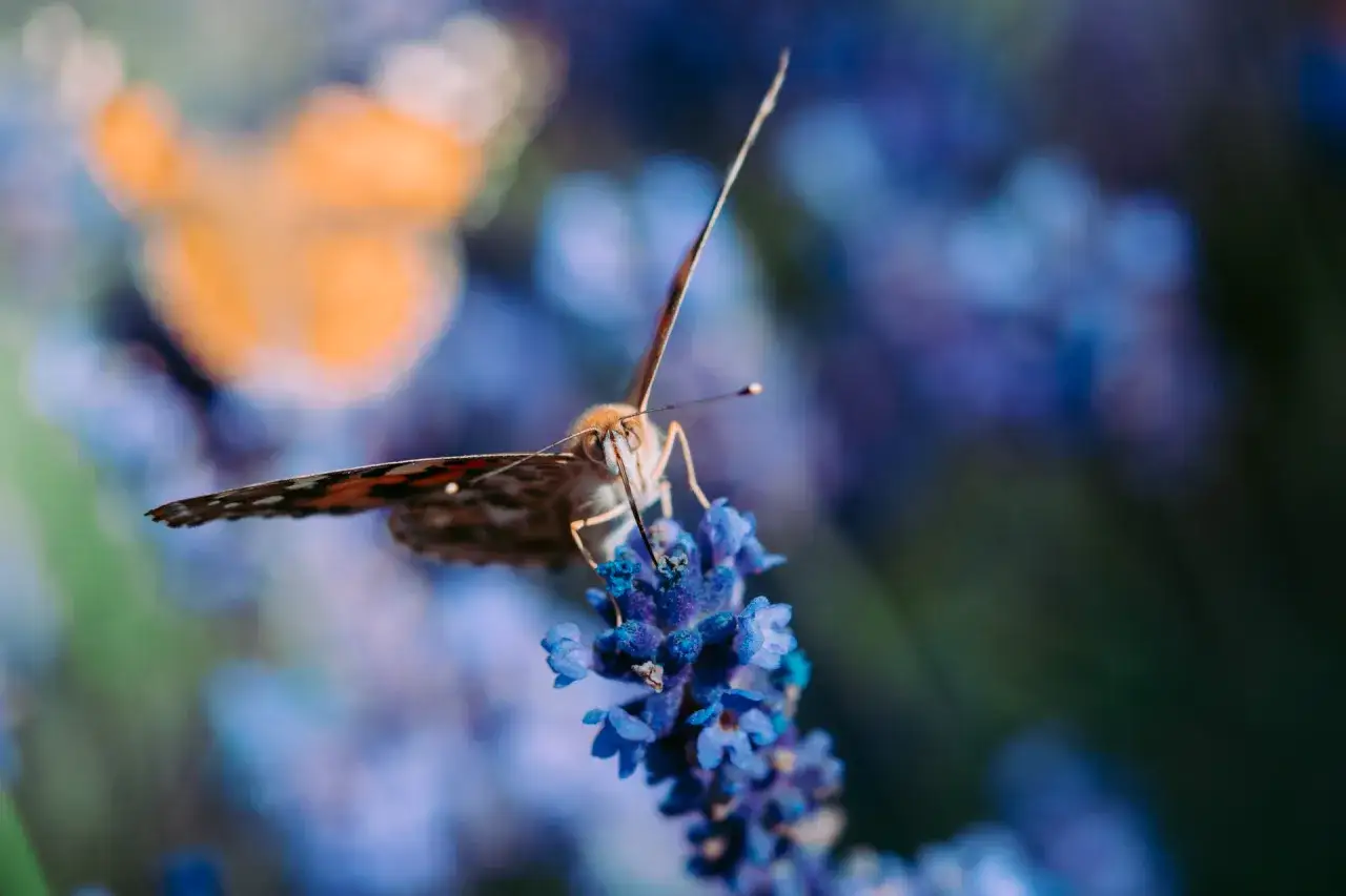 Jaki obiektyw do makro? Poznaj najlepsze modele i porady