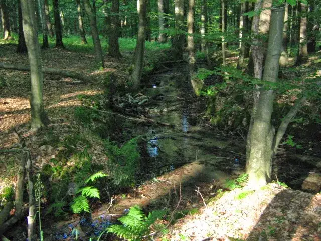 Rezerwat przyrody Srebrne Źródła – miejsce pełne tajemnic i piękna