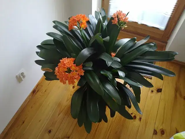 Dlaczego kliwia nie kwitnie? Odkryj przyczyny i rozwiązania