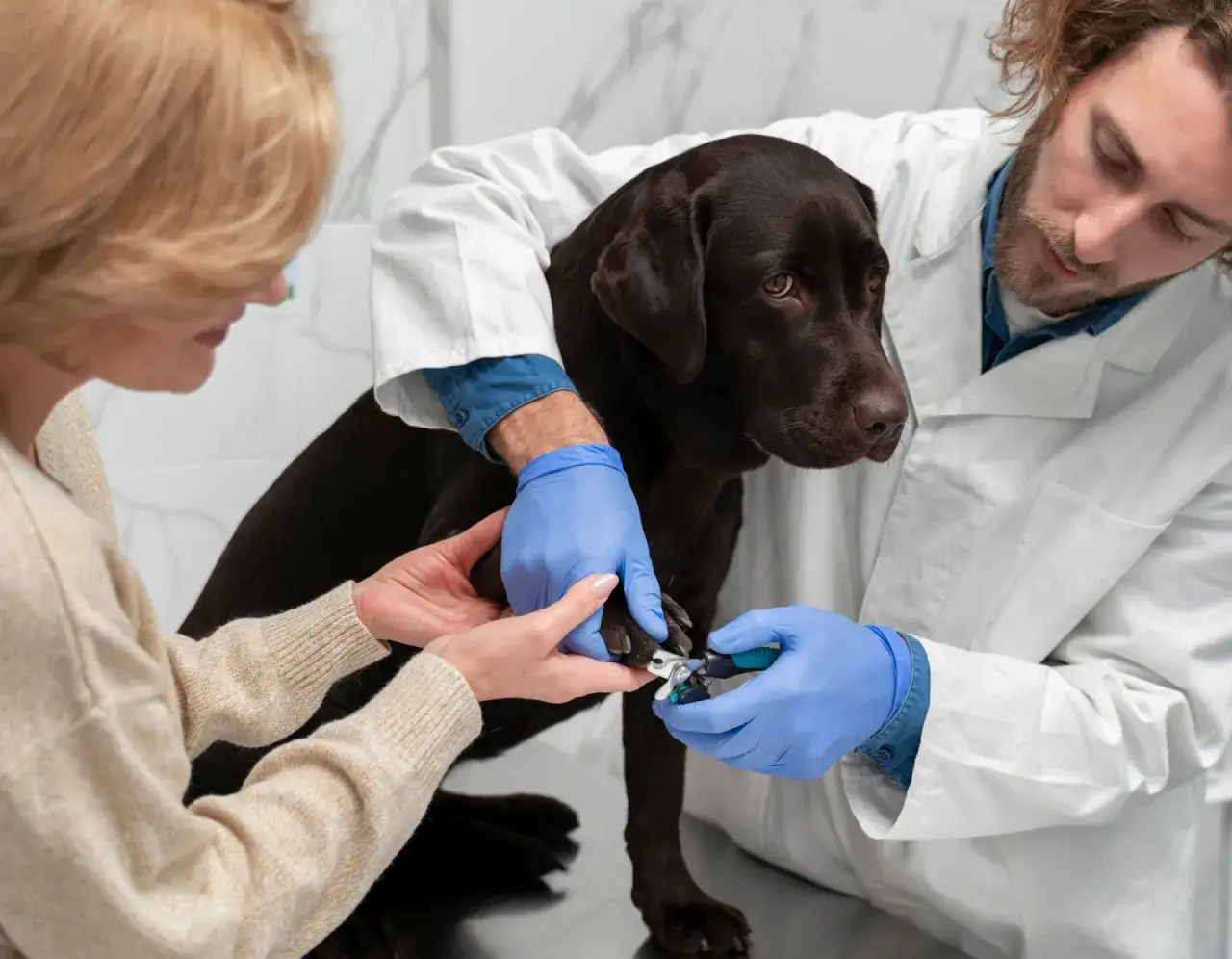 Czy weterynarz obcina pazury psu? Ważne informacje dla właścicieli