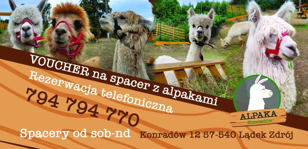 Spacery, terapia, ceny: Zajęcia z alpakami kompletny przewodnik