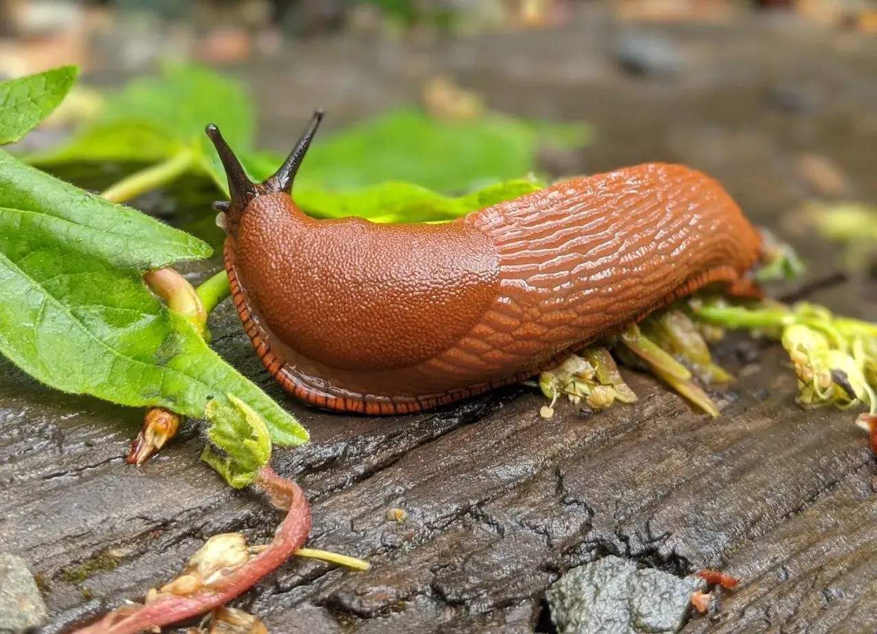 Walka ze ślimakami w ogrodzie: Naturalnie czy chemicznie?