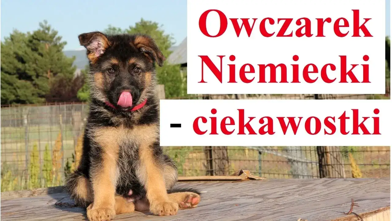 Ile śpi owczarek niemiecki? Odkryj zaskakujące fakty o ich snach