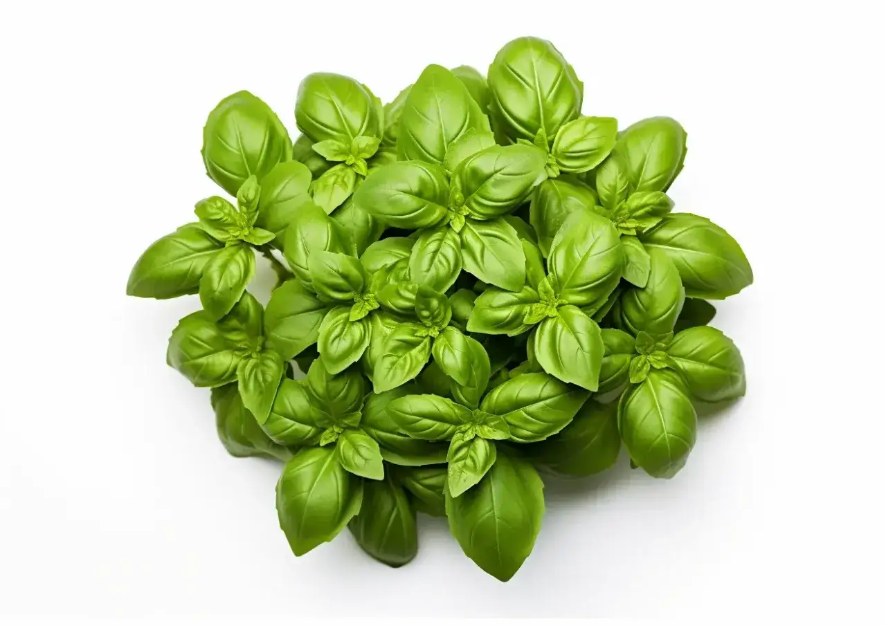 Pęczek świeżej bazylii, idealny do pesto. Czy bazylię można mrozić? Tak, aby zachować jej aromat na dłużej.