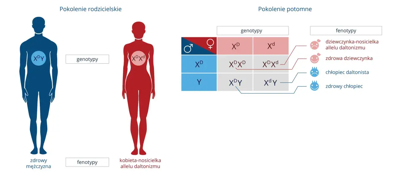 Co który mężczyzna jest daltonistą? Fakty, które musisz znać