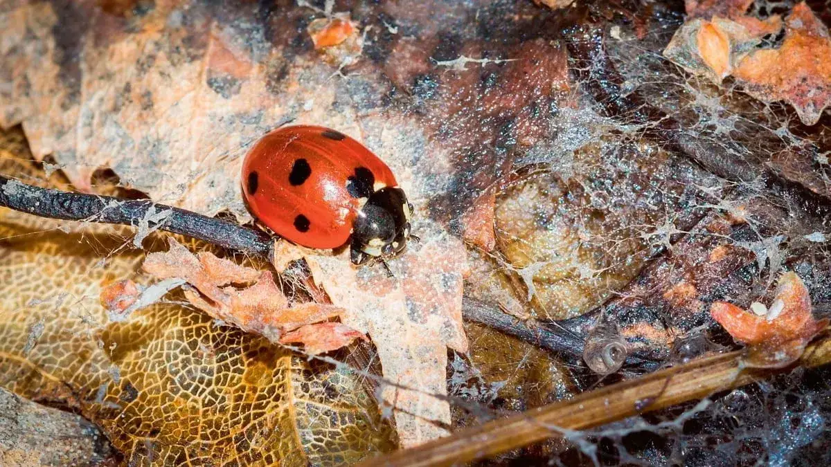Jak zimuje biedronka? Odkryj tajemnice hibernacji tych owadów