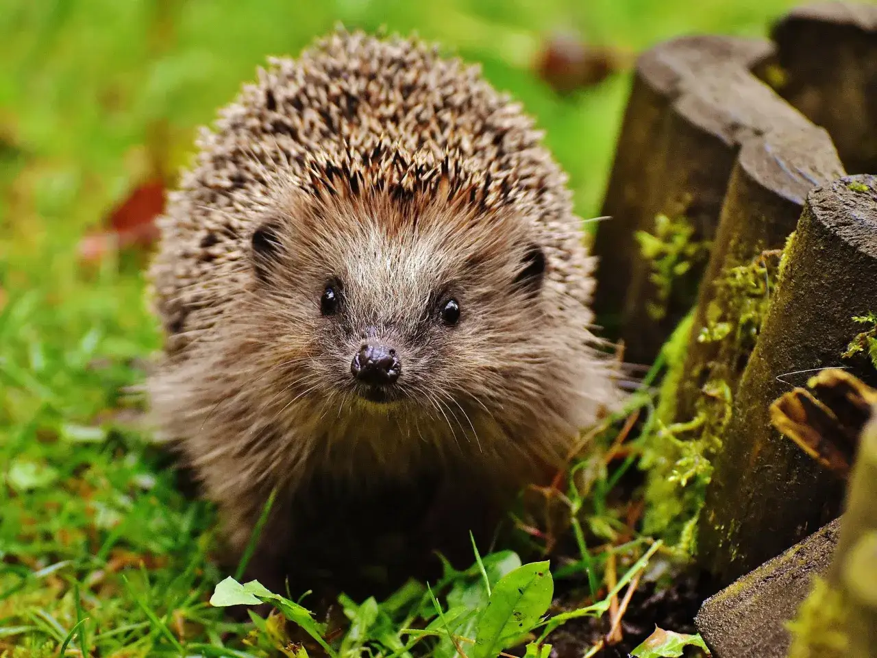 Jak mądrze dokarmiać jeże? Co podać, czego unikać