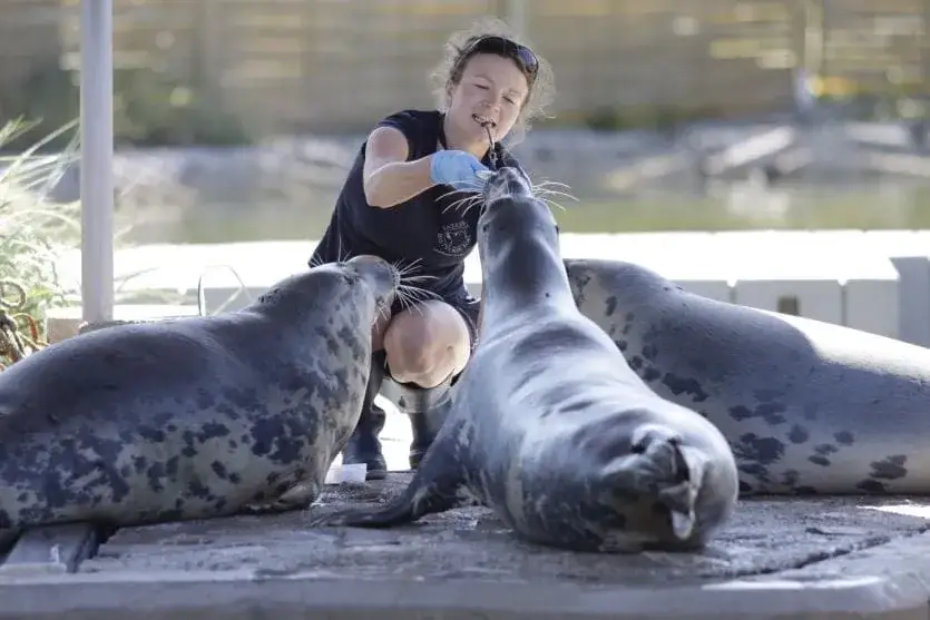 Fokarium Hel – dlaczego nie możesz wprowadzić psa do środka?