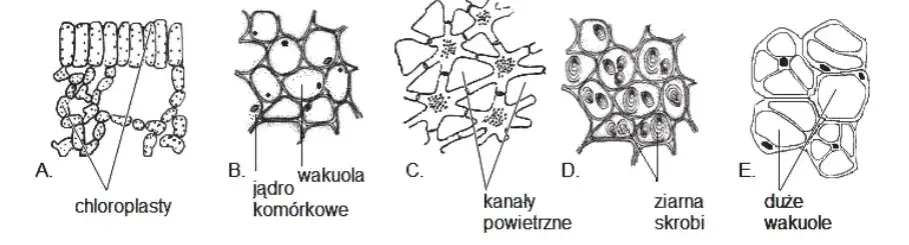 Jakie są tkanki roślinne? Odkryj ich rodzaje i funkcje w botany