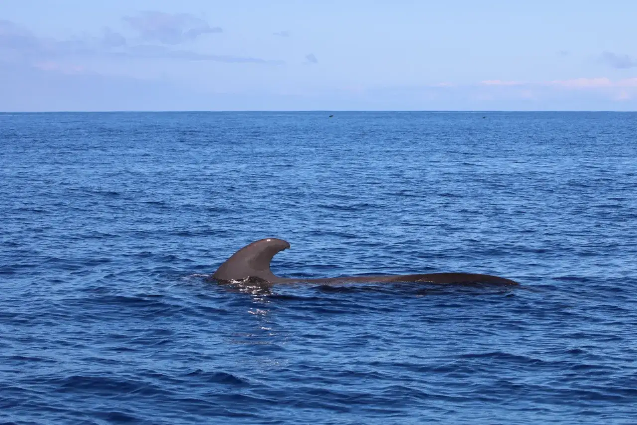 Teneryfa jakie morze? Odkryj tajemnice Oceanu Atlantyckiego