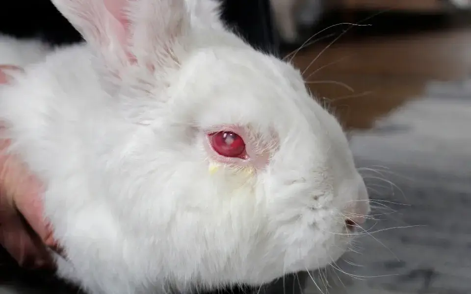 Czy sierść królika uczula? Odkryj prawdę o alergenach w futrze