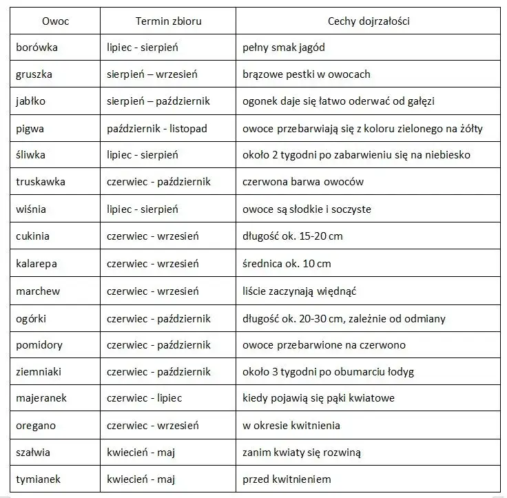 Kiedy buraki smakują najlepiej? Pełny kalendarz zbiorów w PL